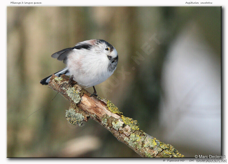 Orite à longue queue, identification