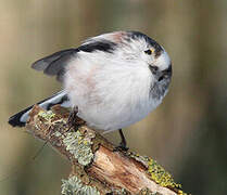 Long-tailed Tit