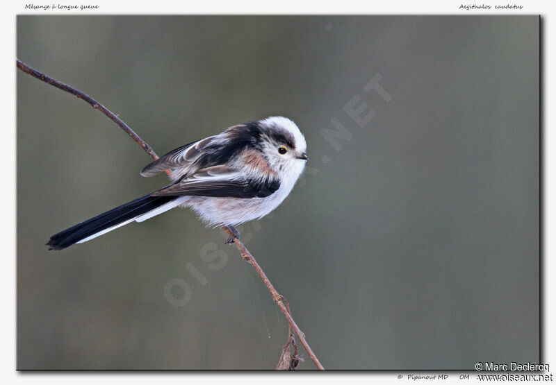 Long-tailed Tit, identification