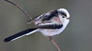 Long-tailed Tit