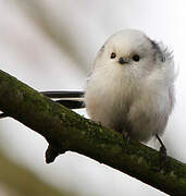 Long-tailed Tit