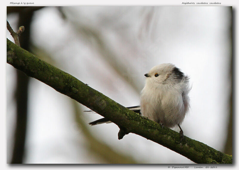 Long-tailed Tit, identification