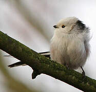 Long-tailed Tit