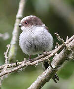 Long-tailed Tit