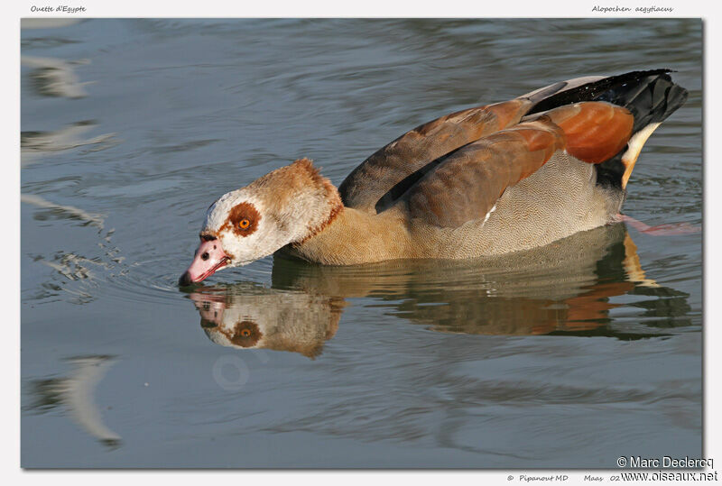 Egyptian Goose