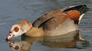 Egyptian Goose