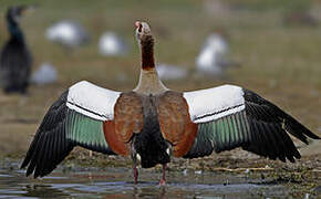 Egyptian Goose