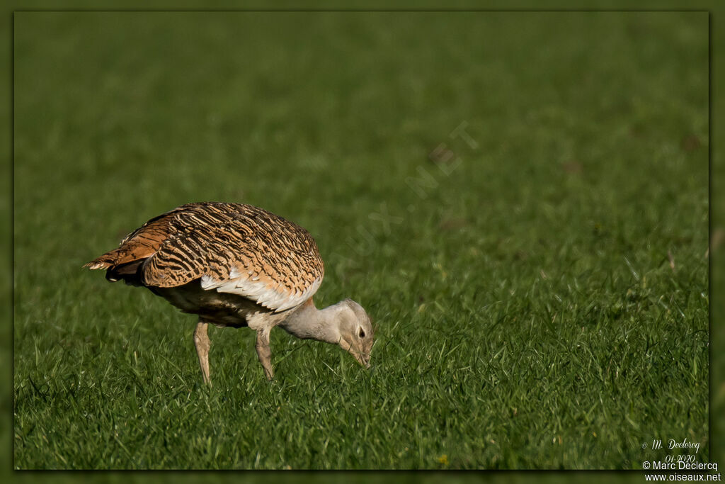 Great Bustard