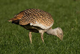 Great Bustard