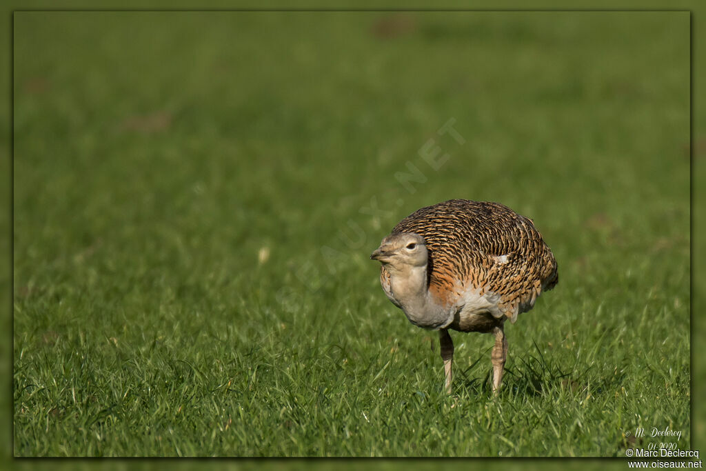 Great Bustard