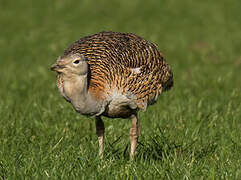 Great Bustard