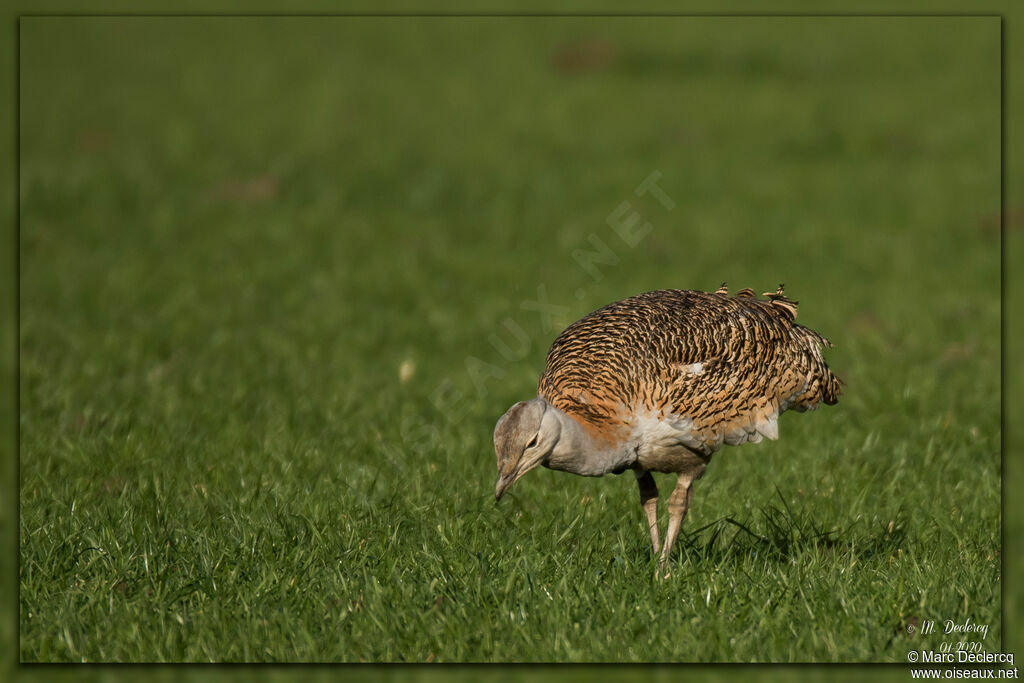 Great Bustard