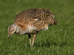 Great Bustard