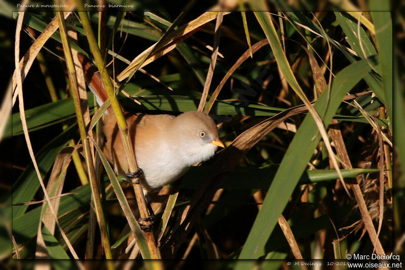 Panure à moustaches, identification