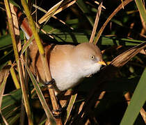 Bearded Reedling