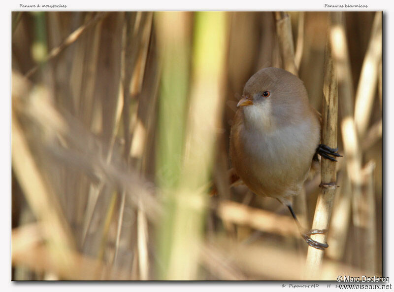 Bearded Reedling, identification