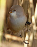 Bearded Reedling