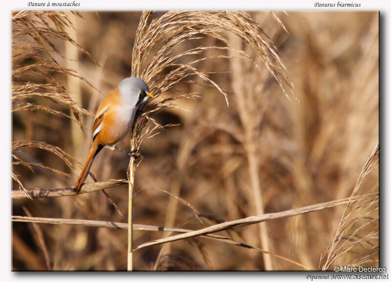 Panure à moustaches mâle, identification