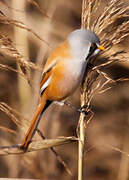 Bearded Reedling