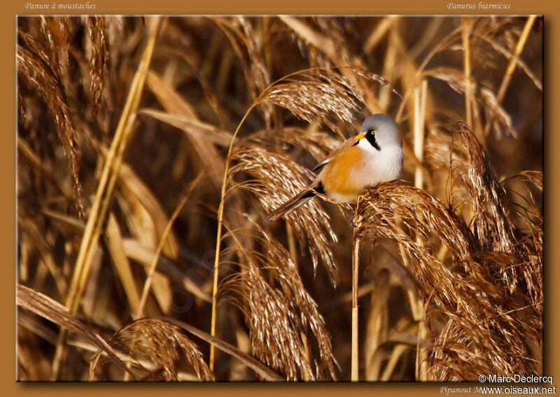 Panure à moustaches mâle, identification