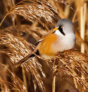 Bearded Reedling