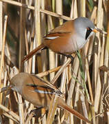 Bearded Reedling