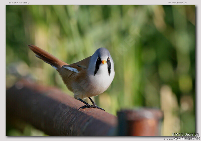 Bearded Reedling male, identification