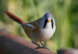 Bearded Reedling