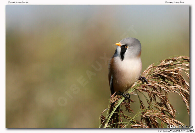 Bearded Reedling male, identification