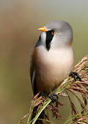 Bearded Reedling