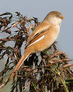 Bearded Reedling