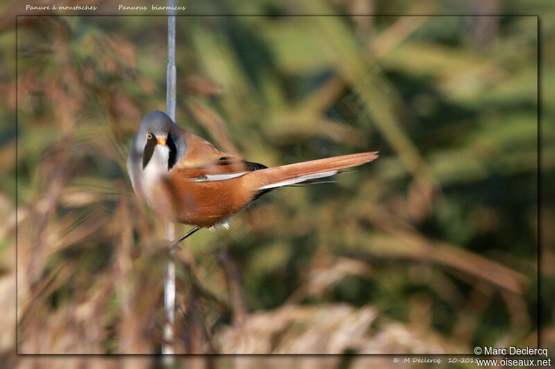 Bearded Reedling, identification