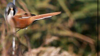 Bearded Reedling