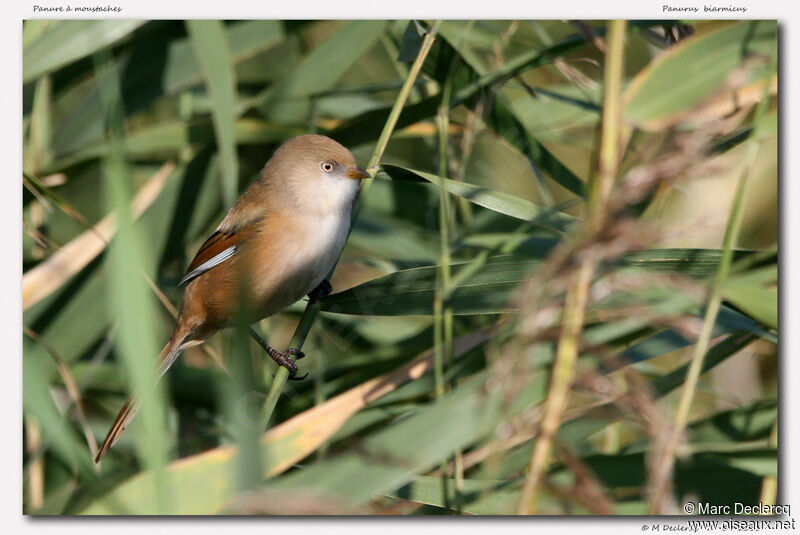 Bearded Reedling, identification