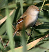 Bearded Reedling