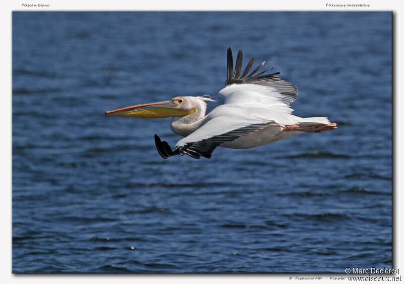 Great White Pelican, Flight