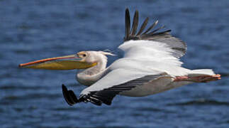 Great White Pelican