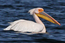 Great White Pelican