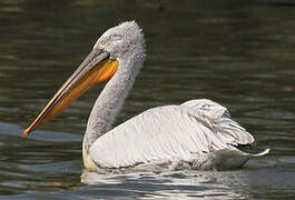 Dalmatian Pelican