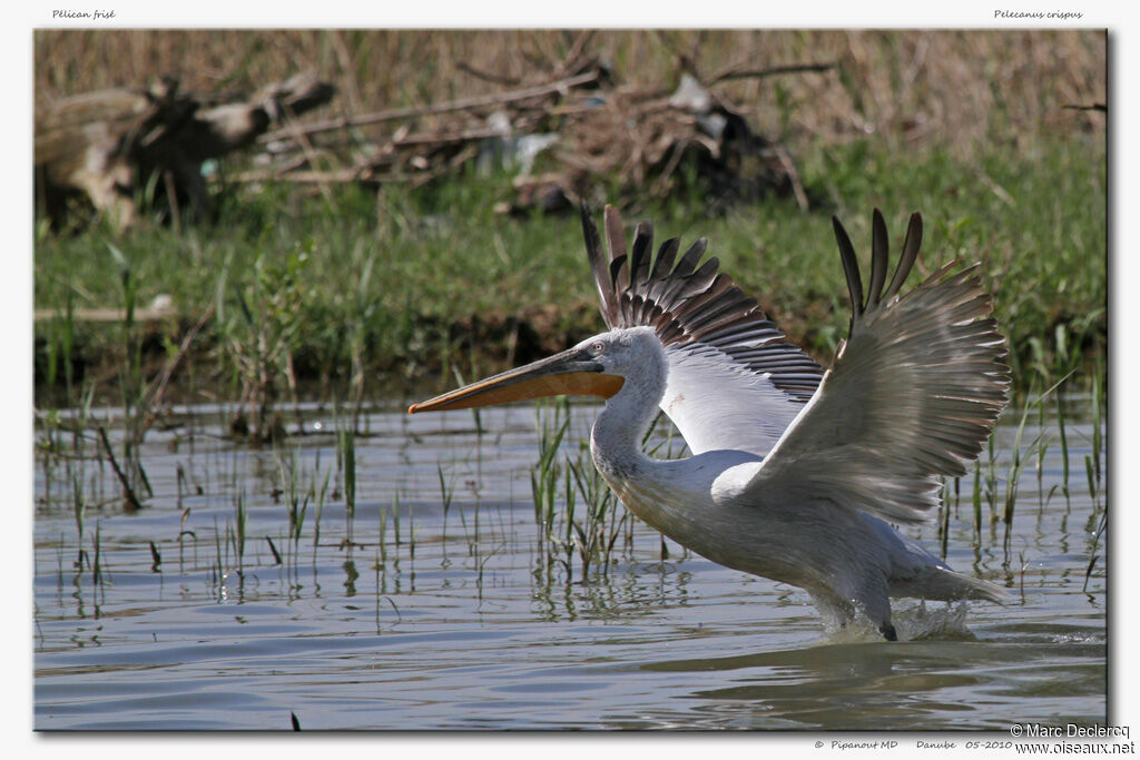 Dalmatian Pelican, Flight