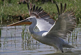 Dalmatian Pelican