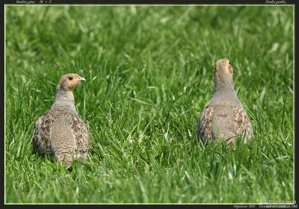 Grey Partridgeadult