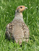 Grey Partridge