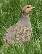 Grey Partridge