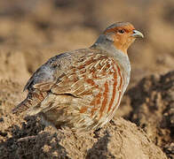 Grey Partridge