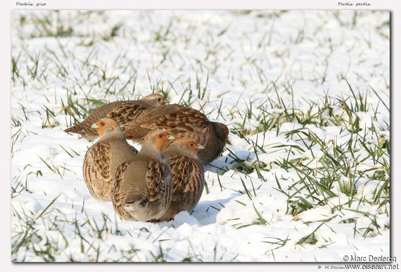 Grey Partridge, identification