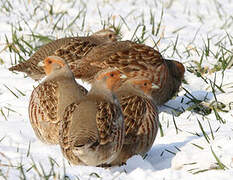 Grey Partridge