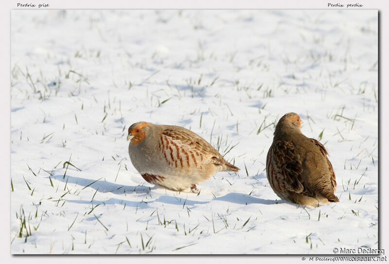 Grey Partridge, identification