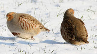 Grey Partridge