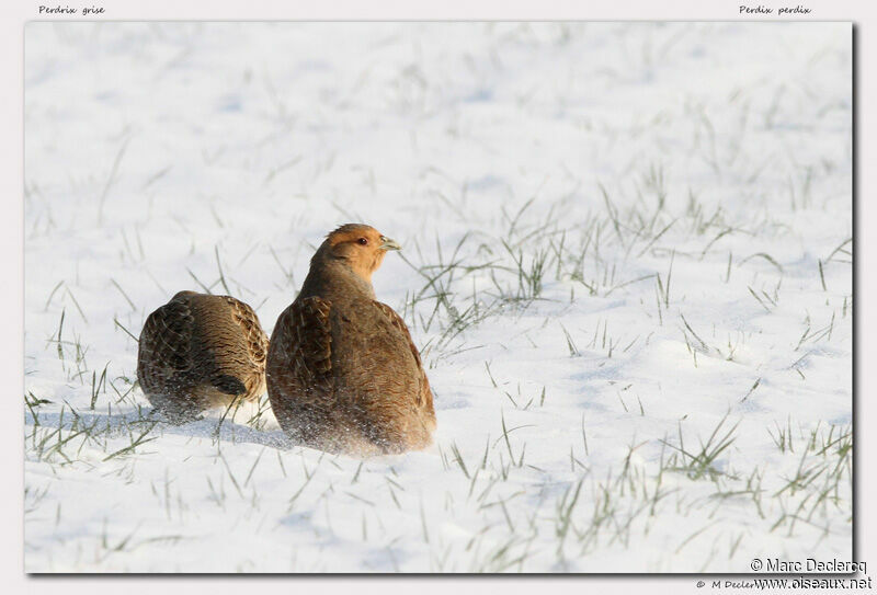 Grey Partridge, identification